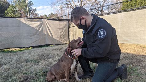 The Charlotte Animal Shelter Might Just Earn A No Kill” Designation By