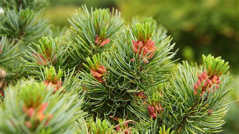 Pinus Parviflora Aoba Jo Japanese White Pine Conifer Kingdom