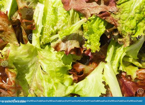 Vegetable Salad Green Cos Lettuce Red Oak Lettuce Green Oak Lettuce