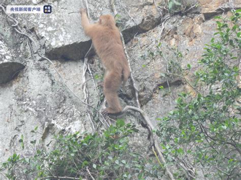 广西大明山再次发现国家二级重点保护野生动物熊猴 荆楚网 湖北日报网