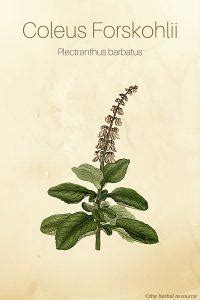 Coleus Forskohlii - Side Effects, Uses and Benefits