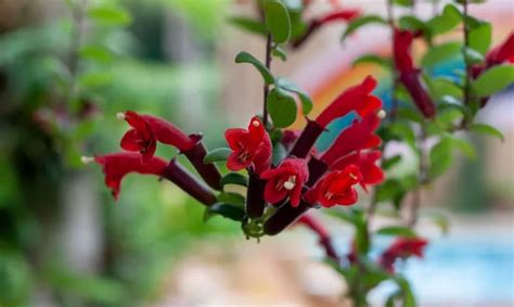 How To Propagate Lipstick Plant The Garden Bug Detroit