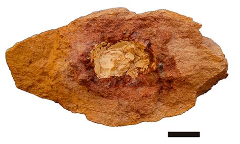 Primeiro Registro De Um Ovo Amni Tico Da Bacia Do Araripe