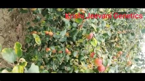 Well Watered Kashmiri Red Apple Ber Plant For Fruits At Rs Piece In