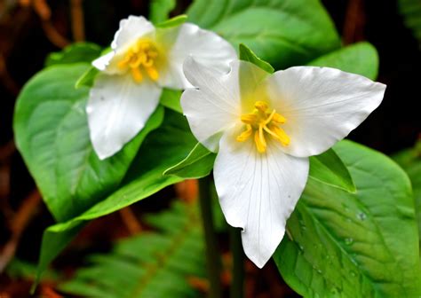 Trillium Flower: Meaning, Symbolism, And Colors | Pansy Maiden