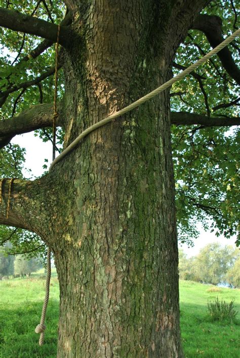 Acer Pseudoplatanus Rable Sycomore Van Den Berk P Pini Res