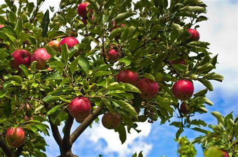 List Of Fruit Bearing Trees Hunker