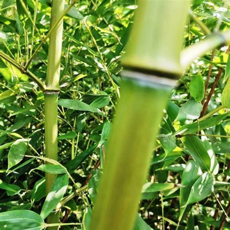 Phyllostachys Bissetii Bamboo Bambu Colecci N De Bamb S