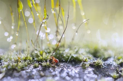 Wallpaper Sunlight Water Nature Grass Branch Moss Green