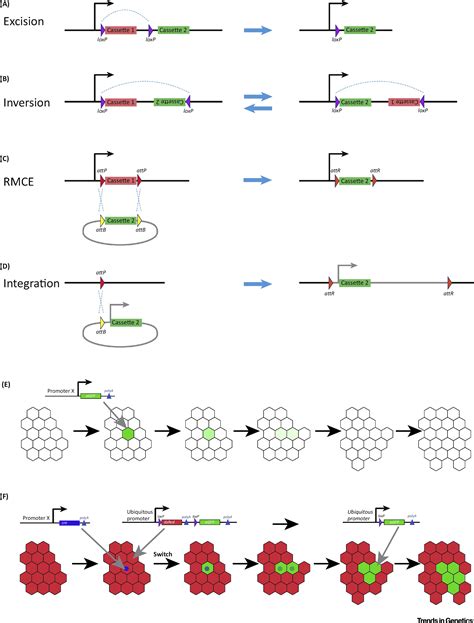 Switch And Trace Recombinase Genetics In Zebrafish Trends In Genetics