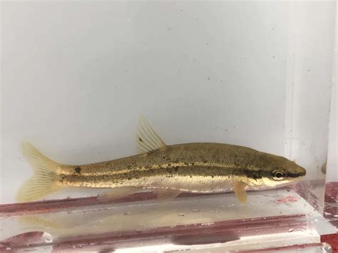 Eastern Blacknose Dace