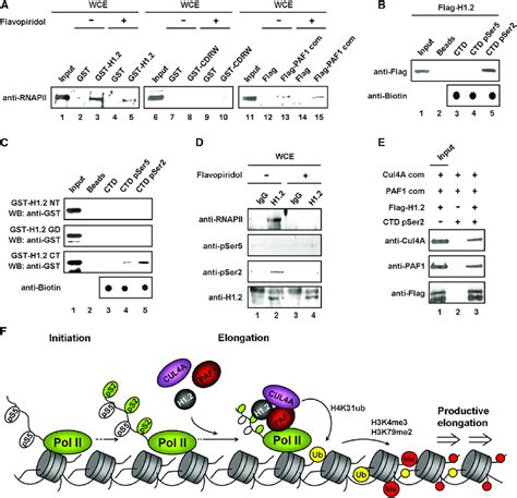 Selective Recognition Of Rnapii Pser By H A Cell Extracts Were