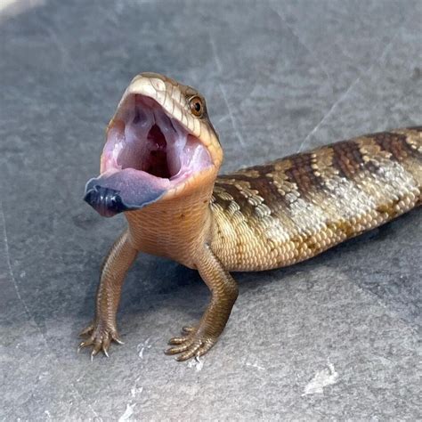 Adult Tanimbar Blue Tongue Skink V Reptiles