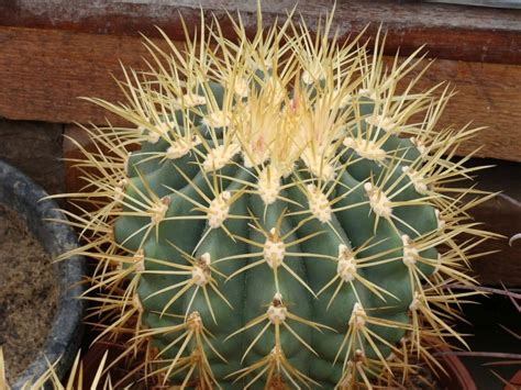 Ferocactus Sp N Mision San Borja Mision San Borja Baja California Mx