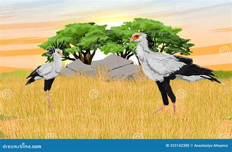 A Pair Of Secretary Bird Sagittarius Serpentarius Stands In A Dry