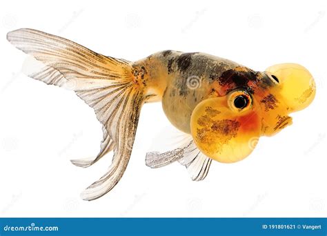 Bubble Eye Goldfish stock image. Image of fauna, aquarium - 191801621