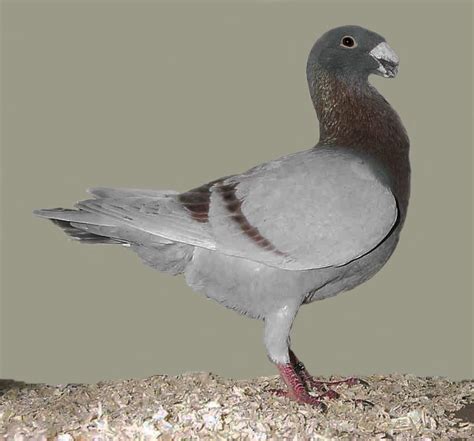 Image German Beauty Homerash Red Bar Pigeon Genetics Wiki