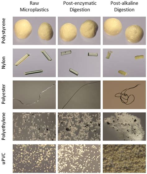 Isolation Of Microplastics In Biota Rich Seawater Samples And Marine Organisms Scientific Reports