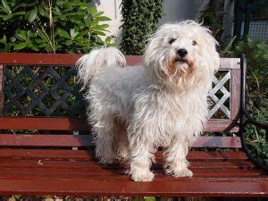 Westie Mix Breeds: 18 Most Popular You Will Love (w/ Pictures)