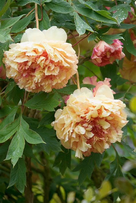 Hunmanby Grange Yorkshire Paeonia Bild Kaufen