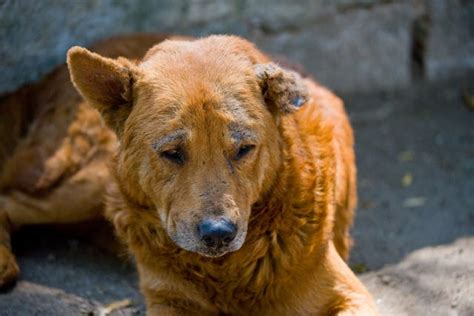 Demodex in Dogs - Symptoms, Causes, Diagnosis, Treatment, Recovery ...