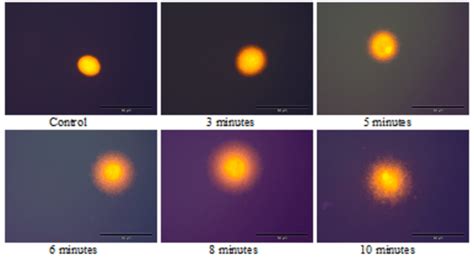 Nuclear Halo Formation In Cho Cells Visualized With 20 µgml Ethidium Download Scientific