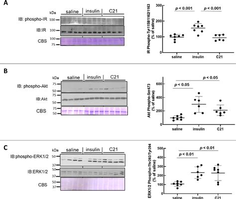 Figure From Acute In Vivo Administration Of Compound Stimulates