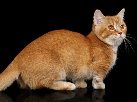 Cuáles son las razas de gatos naranjas