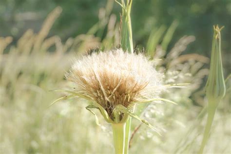 Common Salsify Tragopogon Porrifolius Purple Salsify Oyster Plant