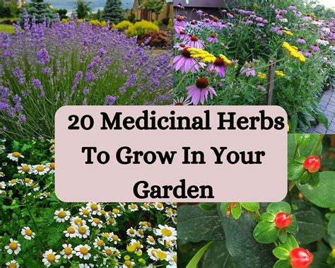 Best Medicinal Herbs To Grow In Your Garden at Colby Westlake blog