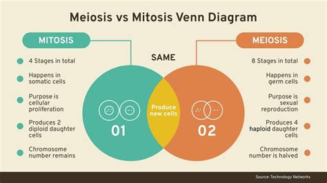 Mitosis Vs Meiosis Venn Diagram