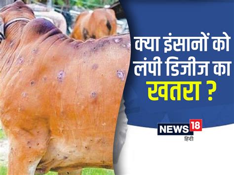 Lumpy Skin Disease जानवरों से इंसान में भी फैल सकता है लंपी वायरस