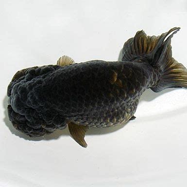 Black Ranchu Goldfish GOLDFISH Jiangsu Hengfeng