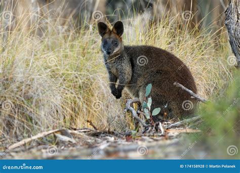 Swamp Wallaby Wallabia Bicolor Small Macropod Marsupial Of Eastern