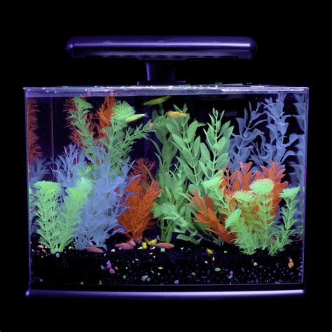 How Many Glofish In A 10 Gallon Tank | Examples and Forms