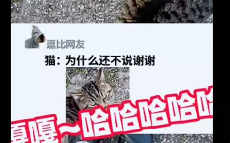 猫：为什么还不说谢谢 经典梗系咯 经典梗系咯 哔哩哔哩视频