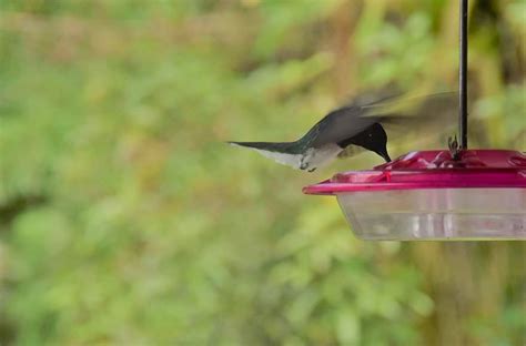 Sick Hummingbird Behavior: 14 Signs To Look Out For & What You Can Do To Help