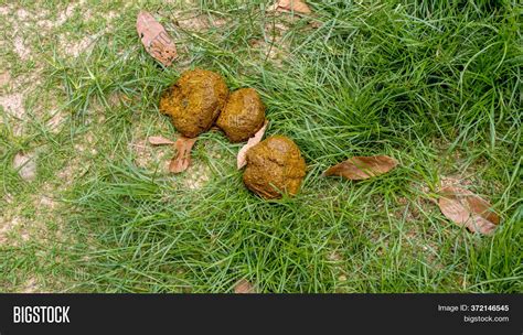 Fresh Elephant Feces Image & Photo (Free Trial) | Bigstock