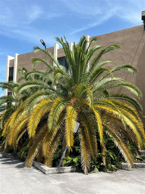 Magnesium Deficiency in Palms - Extra Mile Pest Control and Lawn Solution