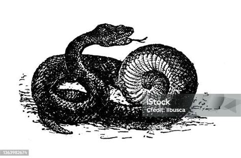 Antique Illustration Vipera Aspis Asp Viper Stock Illustration