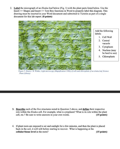 Elodea Cells Labeled Vacuole