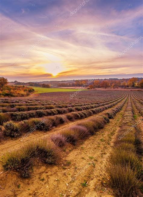 Colorful sky over lavender field — Stock Photo © nejron #16851059