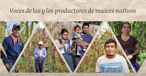 Video Voces De Las Y Los Productores De Ma Ces Nativos