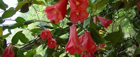 Lapageria Species Chilean Bellflower Copihue Lapageria Rosea