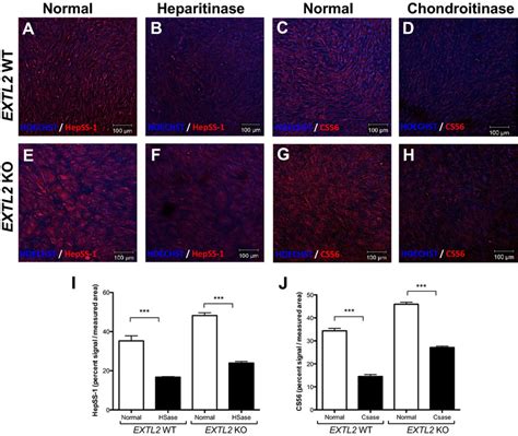 Heparan Sulfate HS And Chondroitin Sulfate CS Expressions Were