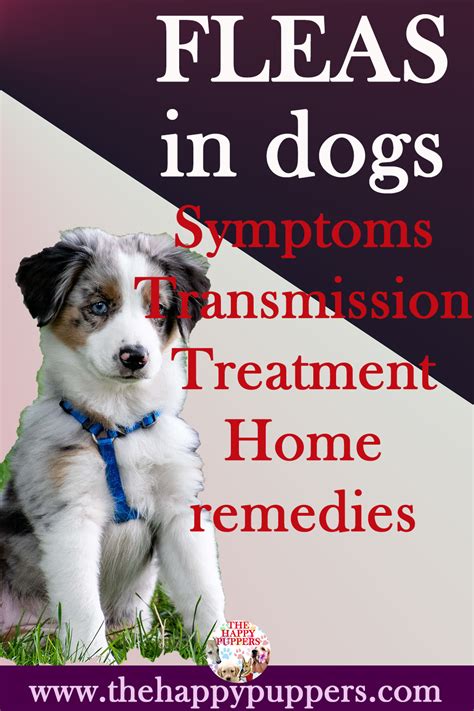 Fleas in dogs excellent treatment options – Artofit