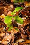 Silver Beech Tree Leaves And Leaf Litter On Forest Floor Lophozonia