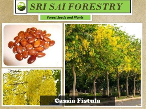 Cassia Fistula Seeds Exporter, Supplier from Bangalore