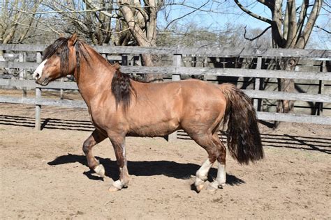 Cavalo Crioulo Fotos e Curiosidades da Raça Quibaana