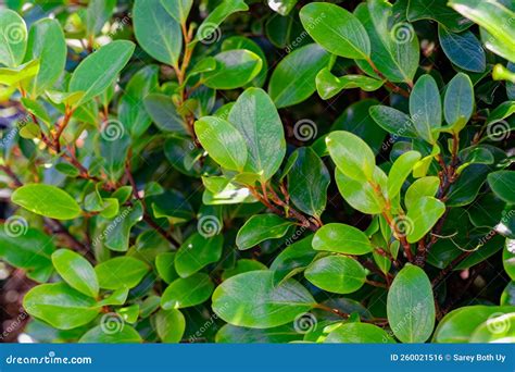 Griselinia Littoralis Stock Photo Image Of Deciduous 260021516